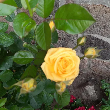 Landpension Zum Schweizerberg * Neugrimnitz