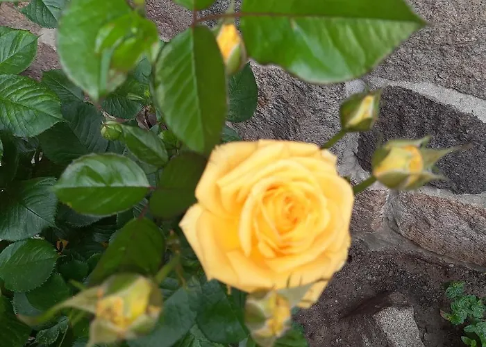 Landpension Zum Schweizerberg * Neugrimnitz