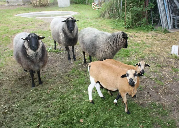 Landpension Zum Schweizerberg Lägenhet Neugrimnitz